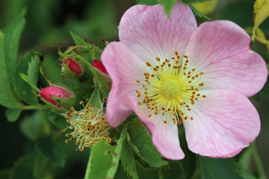 Detail of the bloom of wild rose shrub