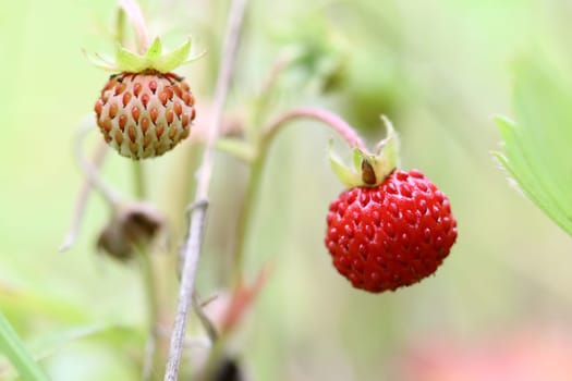 Detail of the forest products - wild strawberries - shallow depth of field