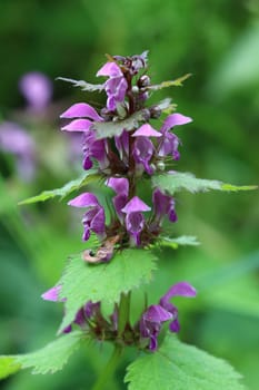 Blooming blind nettle - medicinal herb
