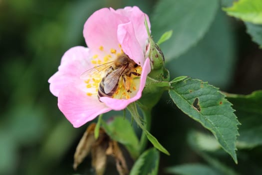 Bee pollinating bloom of wild rose - detail