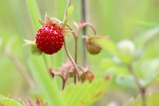 Detail of the forest products - wild strawberries