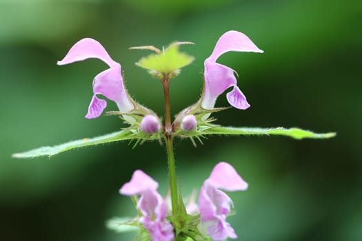 Blooming blind nettle - medicinal herb