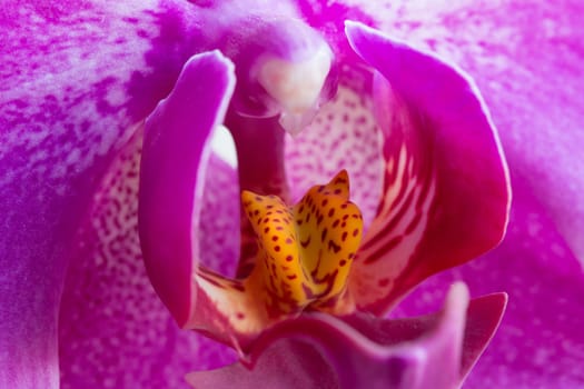 Abstract macro shot of the flowering orchid