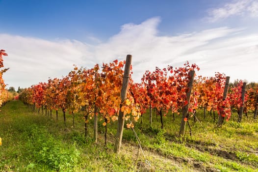 Landscape with red leaves autumn vineyards. Agricultural scene at fall.