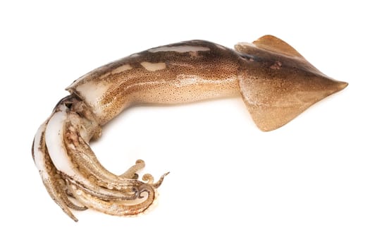 Squid on a white background,close-up of fresh squid