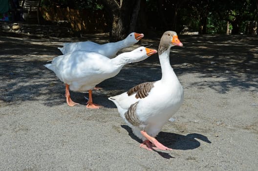 three geese
