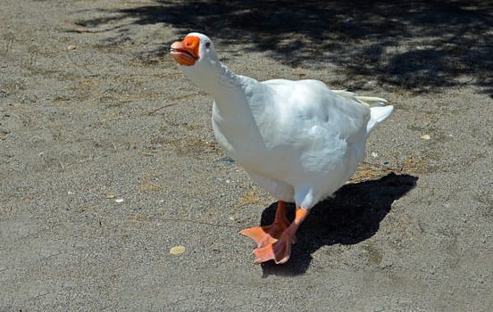 white goose