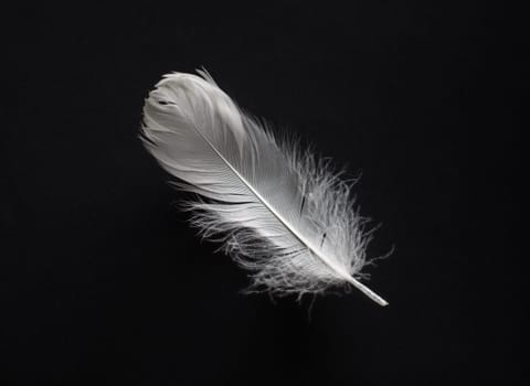 White feather on black paper background. Flat lay.