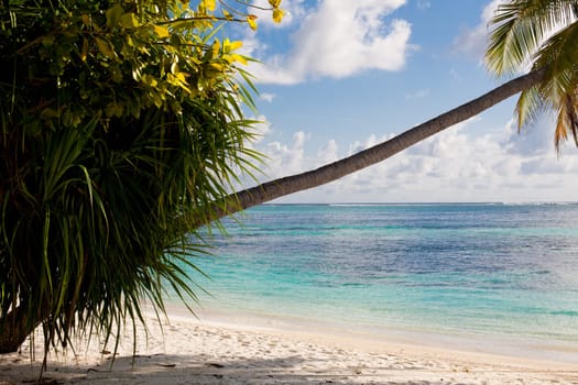 Holiday Paradise
