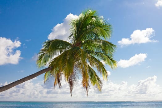 Holiday Paradise