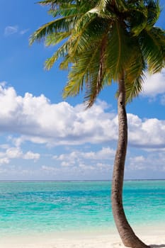 Holiday Paradise