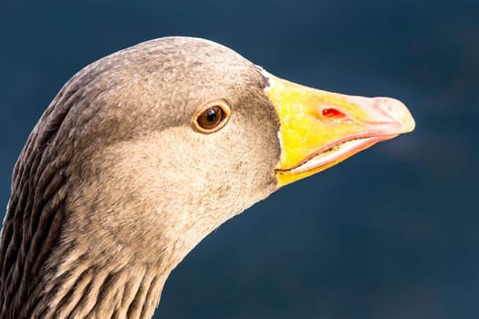 Wild greylag goose (Anser anser) in Bedfont Lakes Country Park - London, United Kingdom