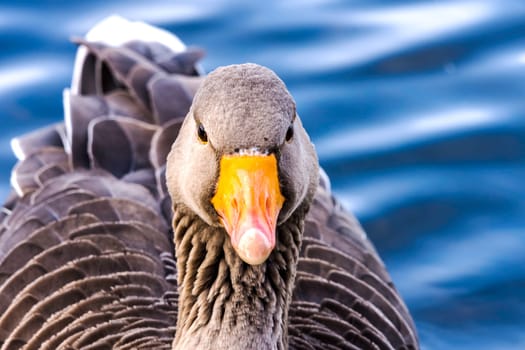 Wild greylag goose (Anser anser) in Bedfont Lakes Country Park - London, United Kingdom