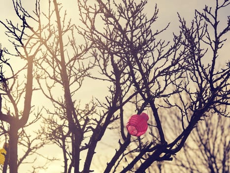 Colorful lampions in an old tree at sunset
