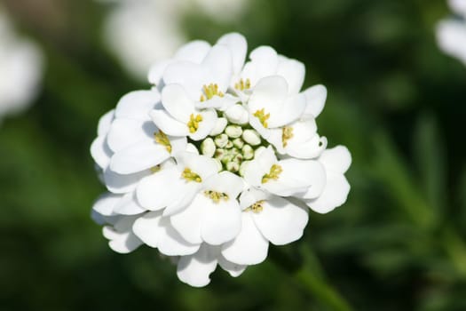 Closeup of a white-flowered candytuft (Iberis sempervirens)