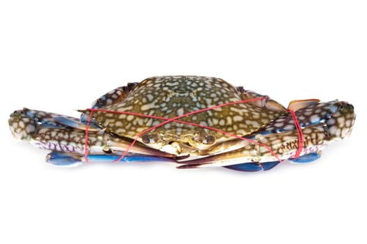 Crab for cooking,crustacean with rubber ring on white background
