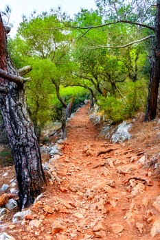 Path In The Forest