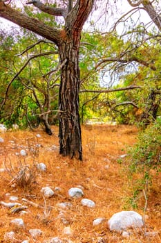 Path In The Forest