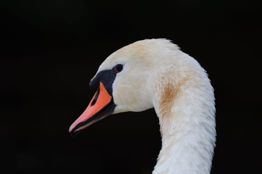 white swan in the Danube Delta, Romania