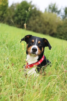 Appenzell mountain dog sits in a meadow