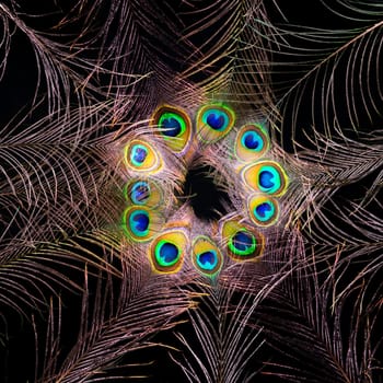 Peacock feathers