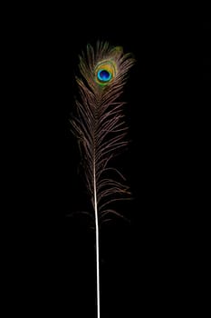 Peacock feathers