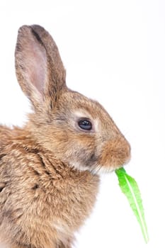 Easter little bunny