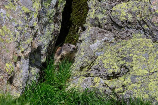 Alpine marmot (Marmota marmota) in grass. French Alps