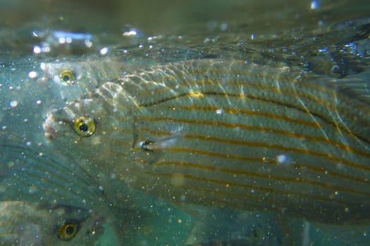 Wild fish Salema / Sarpa salpa in the ocean