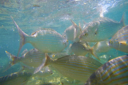 Wild fish Salema / Sarpa salpa in the ocean