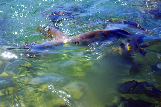 Wild fish Salema / Sarpa salpa in the ocean