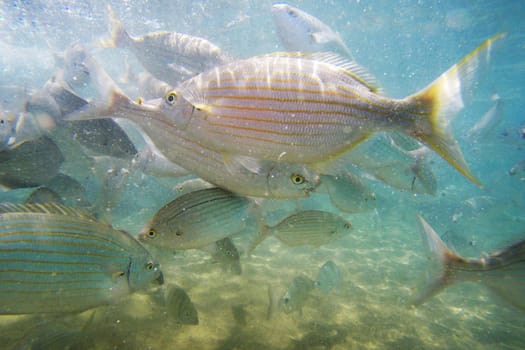 Wild fish Salema / Sarpa salpa in the ocean