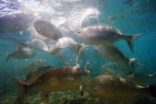 Wild fish Salema / Sarpa salpa in the ocean