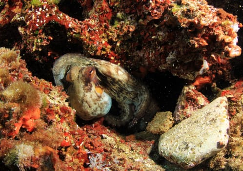 Wild octopus in Mediterranean Sea