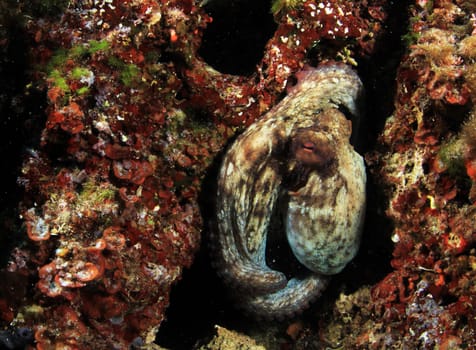Wild octopus in Mediterranean Sea