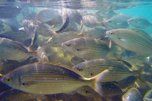 Wild fish Salema / Sarpa salpa in the ocean
