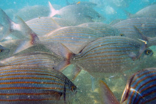 Wild fish Salema / Sarpa salpa in the ocean