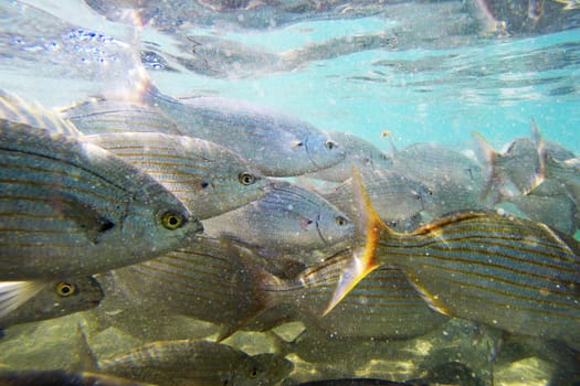 Wild fish Salema / Sarpa salpa in the ocean