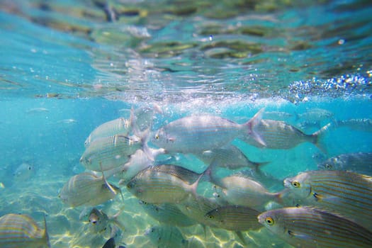 Wild fish Salema / Sarpa salpa in the ocean