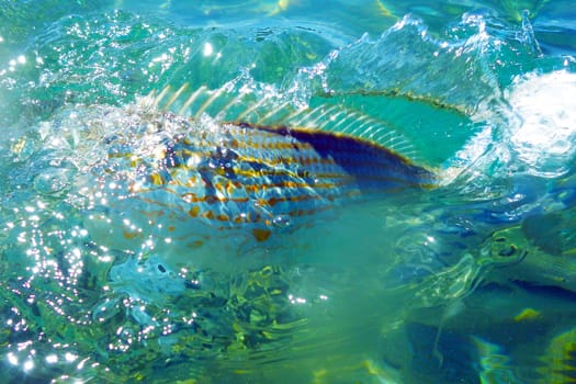 Wild fish Salema / Sarpa salpa in the ocean