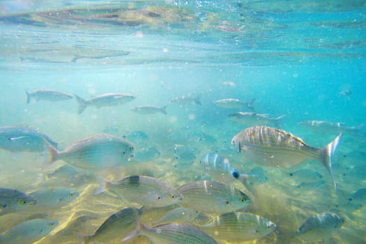 Wild fish Salema / Sarpa salpa in the ocean
