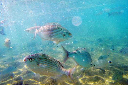 Wild fish Salema / Sarpa salpa in the ocean