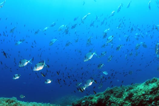 Wild fish Salema / Sarpa salpa in the ocean