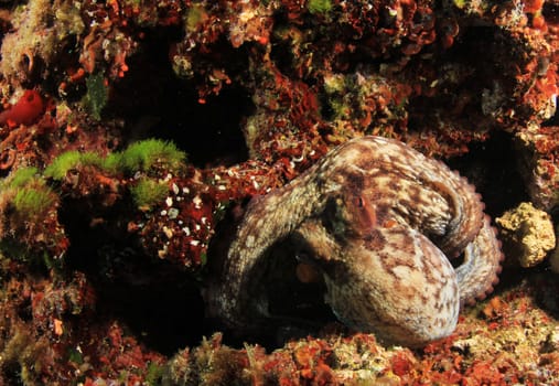 Wild octopus in Mediterranean Sea