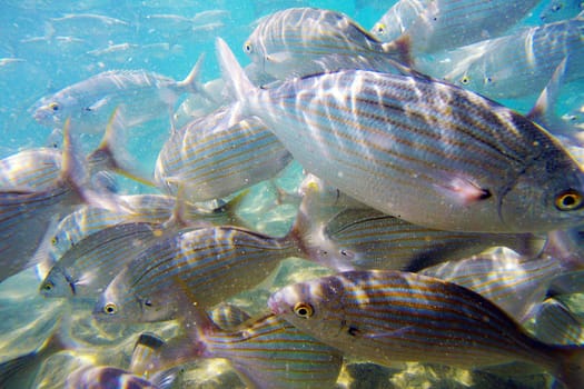 Wild fish Salema / Sarpa salpa in the ocean