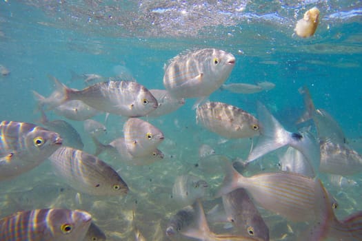 Wild fish Salema / Sarpa salpa in the ocean