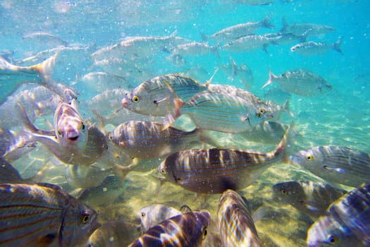 Wild fish Salema / Sarpa salpa in the ocean