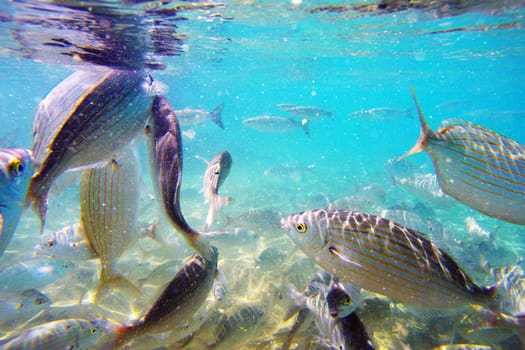 Wild fish Salema / Sarpa salpa in the ocean