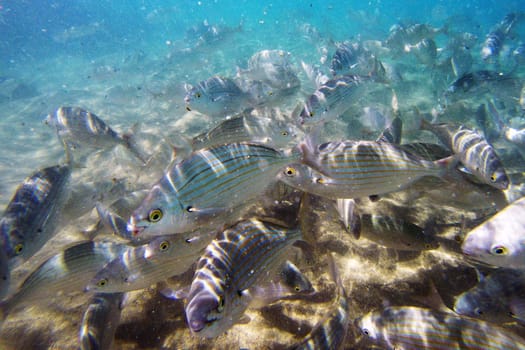 Wild fish Salema / Sarpa salpa in the ocean
