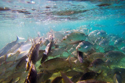 Wild fish Salema / Sarpa salpa in the ocean